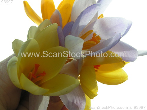 Image of Crocus