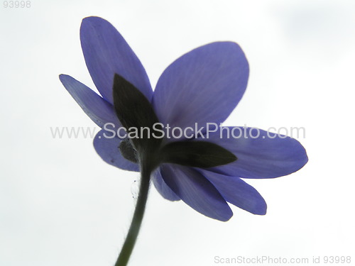 Image of Flower