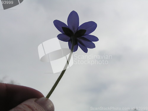 Image of Flower