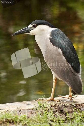 Image of Black Crowned Night Heron.