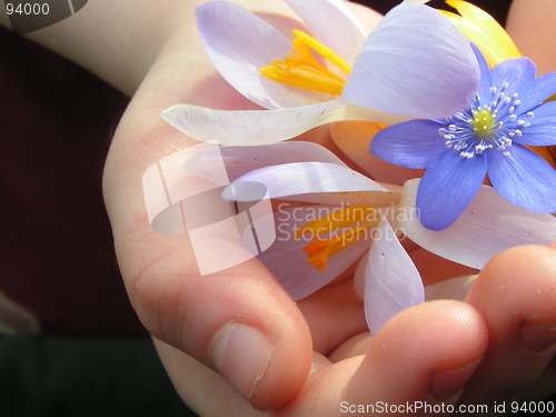 Image of A handful of flowers