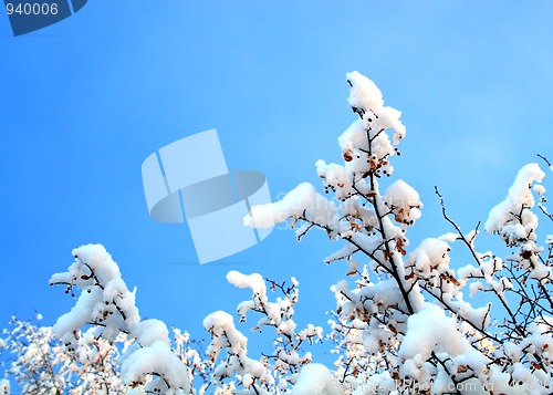 Image of winter trees branches under snow