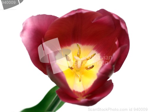 Image of close-up view on tulip