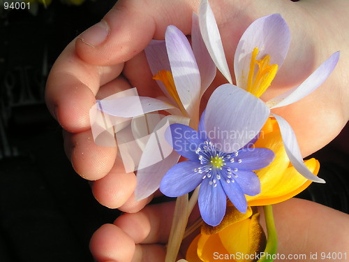 Image of A handful of flowers