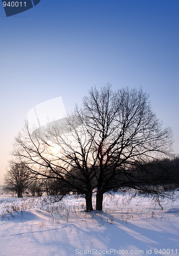 Image of winter sunset with tree