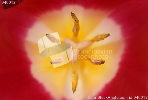 Image of close-up view in tulip