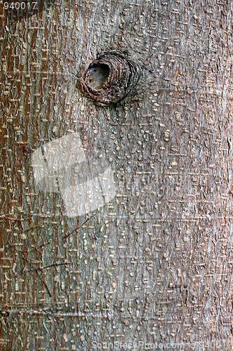 Image of tree trunk bark