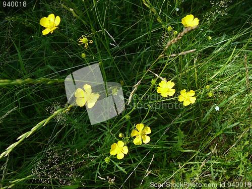 Image of small yellow flowers on dark grass