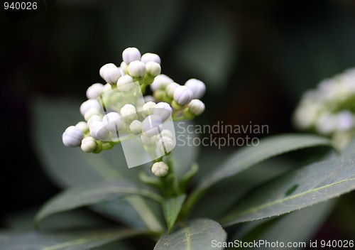 Image of small white tropical flowers