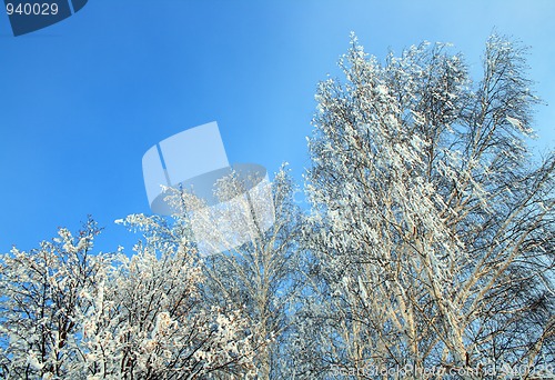 Image of winter frozen birch trees