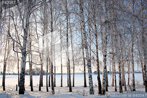 Image of winter birch trees alley