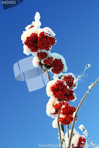 Image of ash-berry red branches under snow