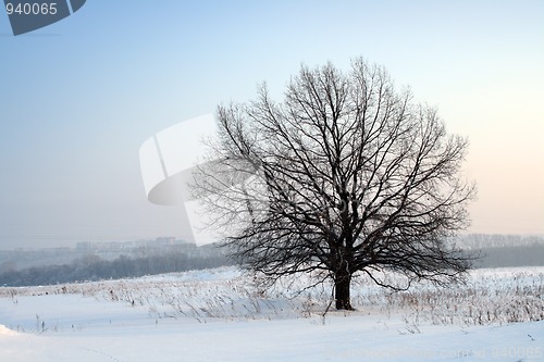 Image of winter bare tree