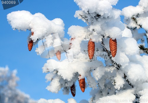 Image of cones on christmas fir branch