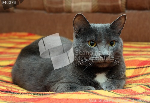Image of portrait of big gray cat
