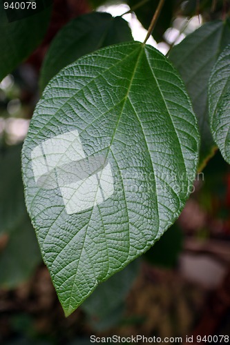 Image of big green leaf