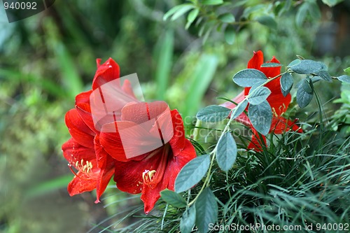 Image of red tropical flower