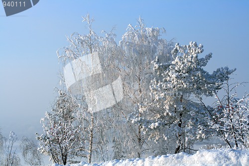 Image of winter snow trees on hill