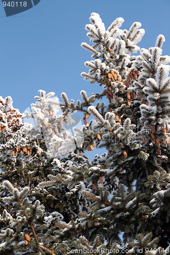 Image of christmas firs with cones