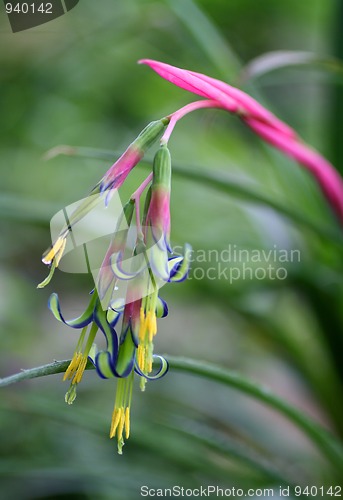 Image of small tropical flower