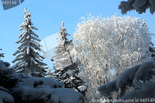 Image of winter snow trees under blue sky