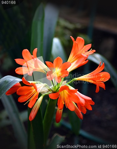 Image of tropical red flower