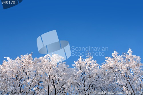 Image of ice winter woods under sky