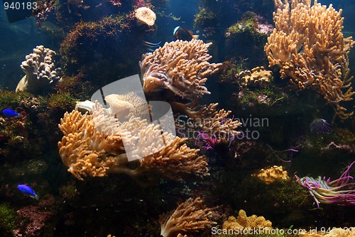 Image of tropical aquarium 1