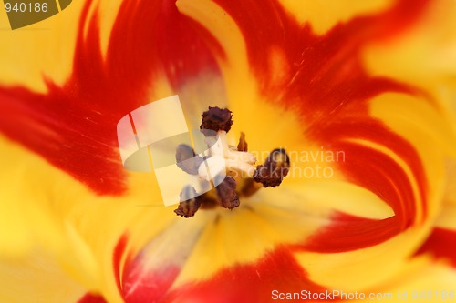 Image of view in red-yellow striped tulip