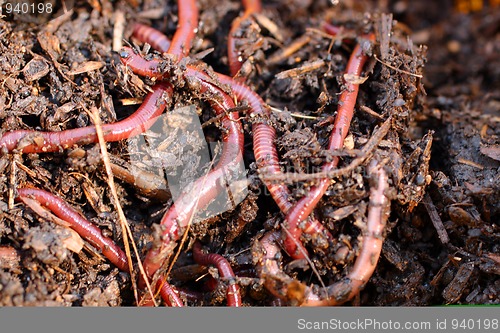 Image of red worms in compost