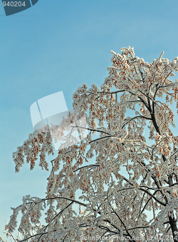 Image of winter tree and sky