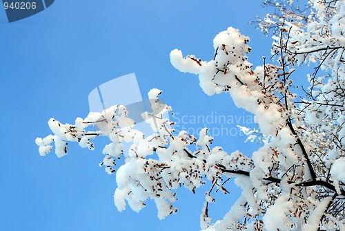 Image of winter tree branch under snow