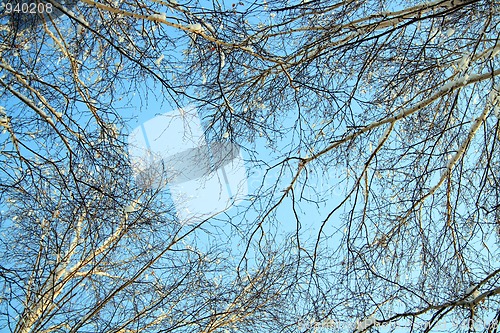 Image of winter birch branches
