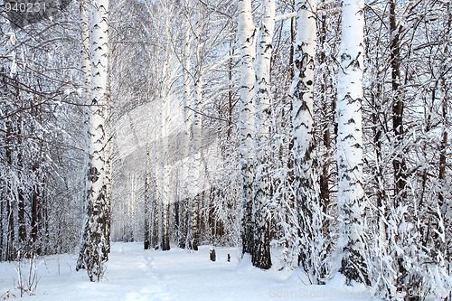 Image of winter birch woods alley