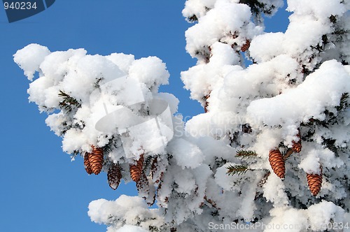 Image of cones on christmas fir branch