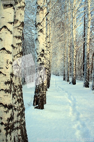Image of small path in winter wood