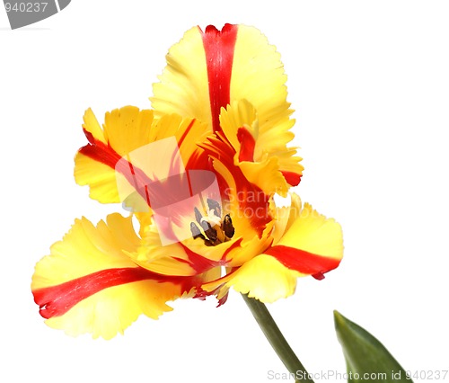 Image of close-up view on red-yellow tulip