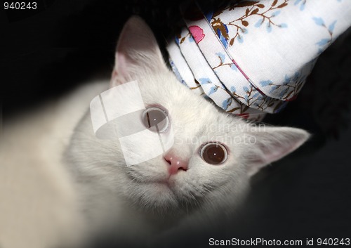 Image of fun white cat
