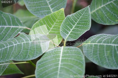 Image of big tropical green leafs