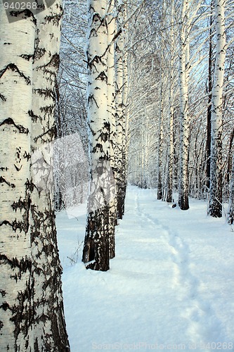 Image of small path in winter birch wood