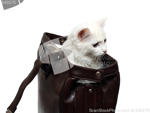 Image of white cat in brown case