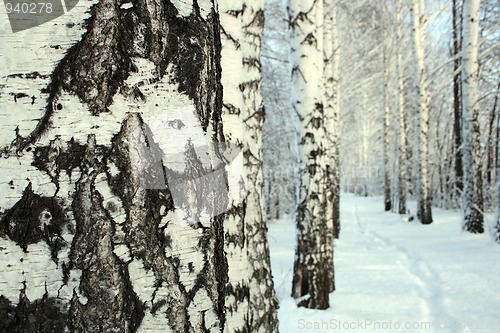 Image of small path in birch alley