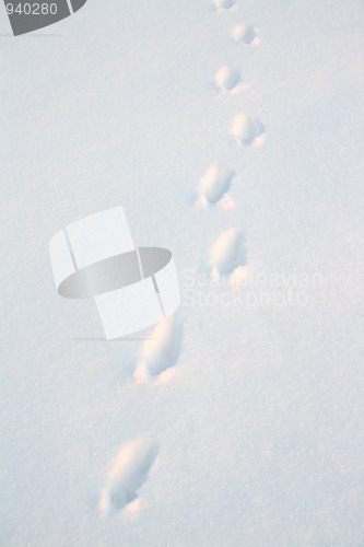 Image of animal tracks on snow