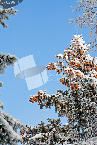 Image of christmas woods and blue sky