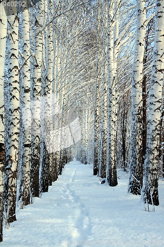 Image of small path in winter wood