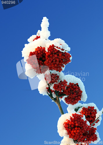 Image of ash-berry red branches under snow
