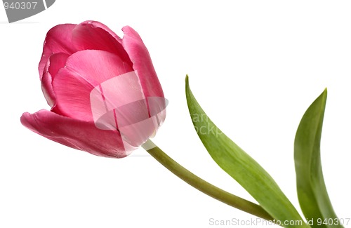 Image of red blossom tulip close-up