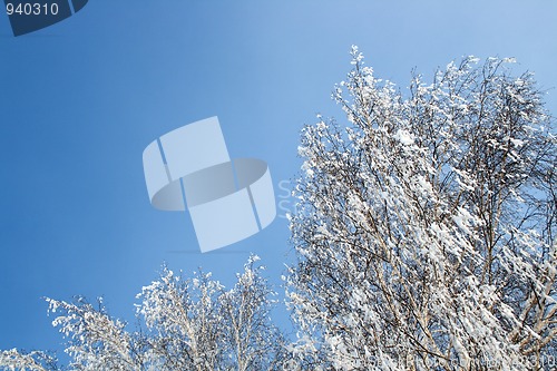 Image of winter birch woods under blue sky