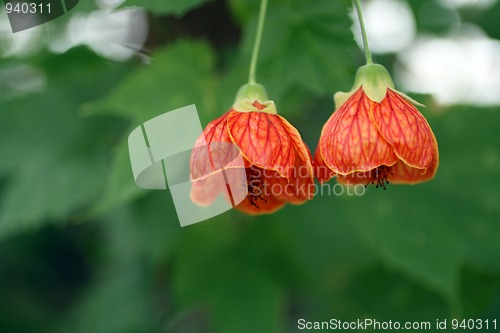 Image of tropical red flowers before green leafs