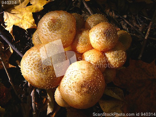 Image of group of nice mushrooms in the forest